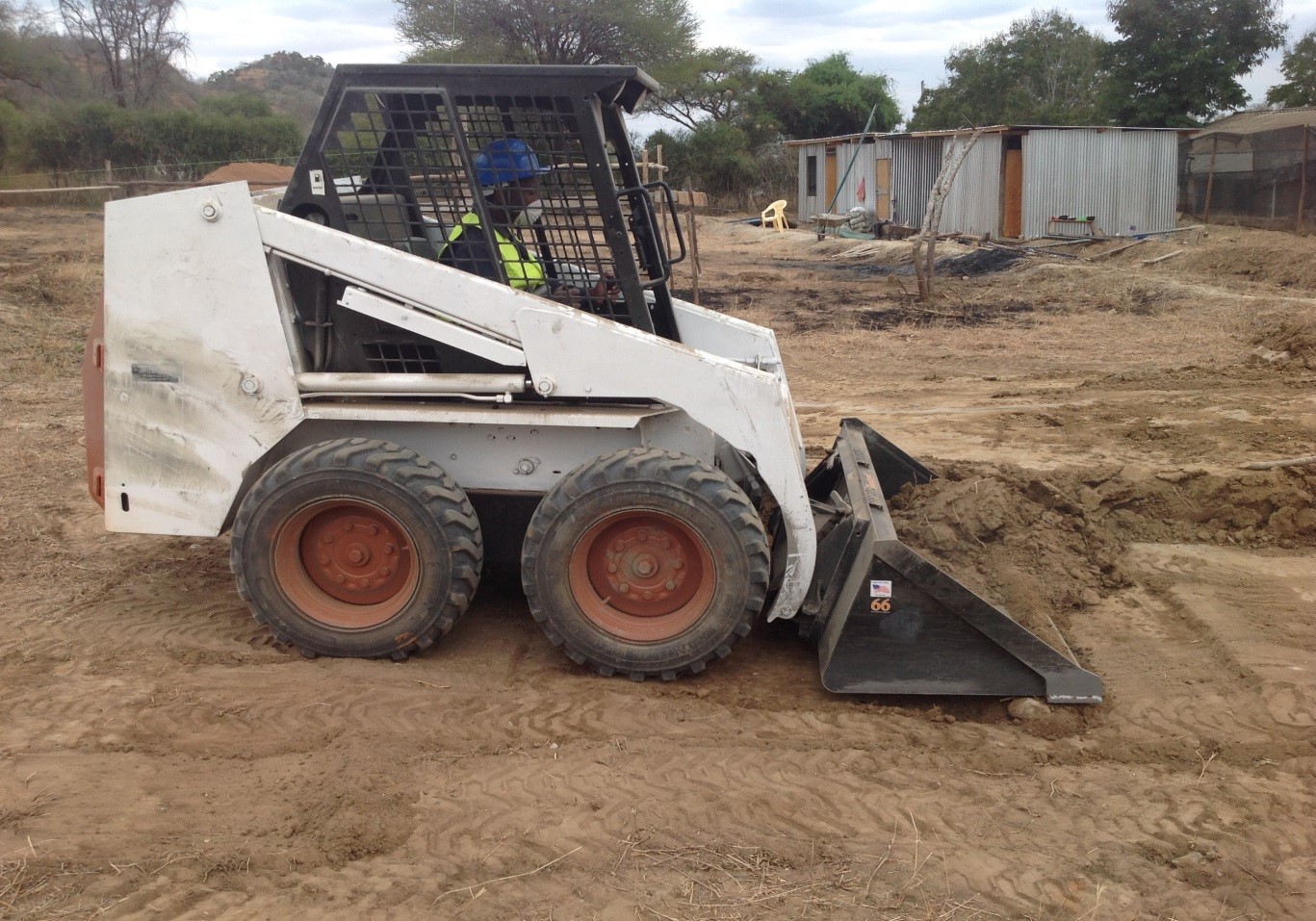 bobcat